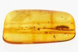 Detailed Fossil Click Beetle (Elateridae) in Baltic Amber #300660-1